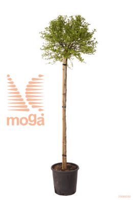 http://twentheplant.nl/tsd/70850_BEPMGLOB_S140C18_1.jpg