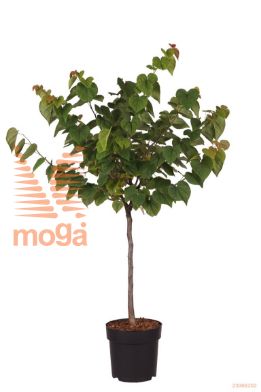 http://twentheplant.nl/tsd/70850_CECAHEAR_S040P23_1.jpg