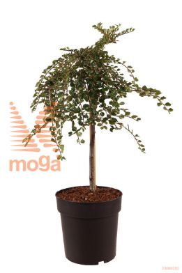 http://twentheplant.nl/tsd/70850_CONBOER_S040P23_1.jpg