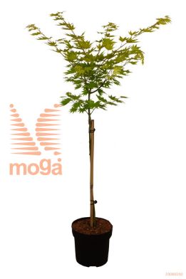 http://twentheplant.nl/tsd/70850_ACSJORDA_S060P23_1.jpg