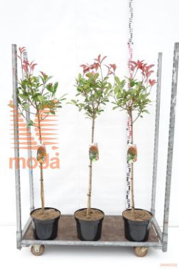http://twentheplant.nl/tsd/95202_PHFRROBI_S080C10_1.jpg