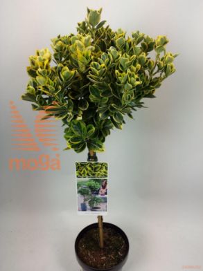 http://twentheplant.nl/tsd/56050_EUJMARIE_S050P19_1.jpg