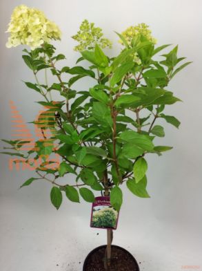 http://twentheplant.nl/tsd/56050_HYPLIMEL_S050P19_1.jpg