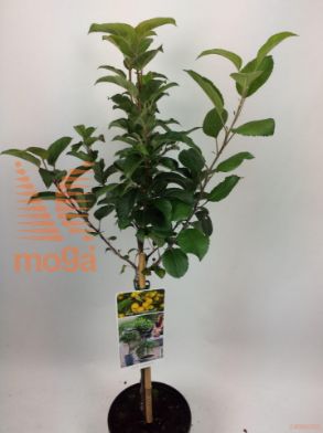 http://twentheplant.nl/tsd/56050_MAGHORNE_S050P19_1.jpg