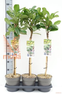 http://twentheplant.nl/tsd/56050_PRLETNA_S050P19_1.jpg