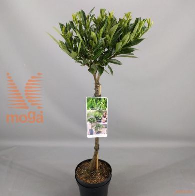 http://twentheplant.nl/tsd/56050_PRLOSUPR_S050P19_1.jpg