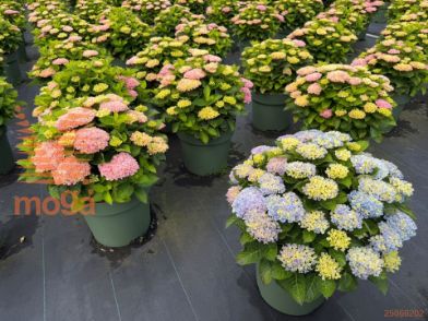 http://twentheplant.nl/tsd/78954_HYMMRPIN_9C20030040_2.jpg