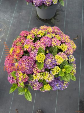 http://twentheplant.nl/tsd/78954_HYMNINGB_9C20040050_2.jpg