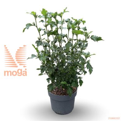 http://twentheplant.nl/tsd/81210_HISWSMIT_8P21040060_2.jpg