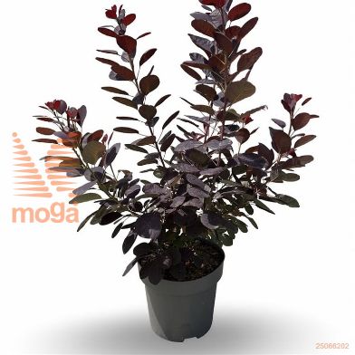 http://twentheplant.nl/tsd/81210_COCDMAID_9C12080100_1.jpg