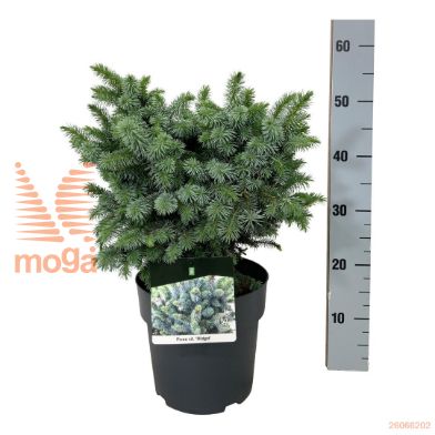 http://twentheplant.nl/tsd/70712_PISMIDGE_8P21025030_2.jpg
