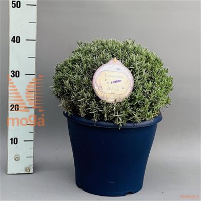 http://twentheplant.nl/tsd/95221_LAAHIDCO_vbl3040c10_1.jpg