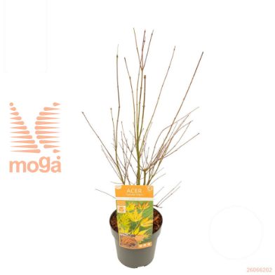 http://twentheplant.nl/tsd/82824_ACPOLACE_8P19040_1.jpg