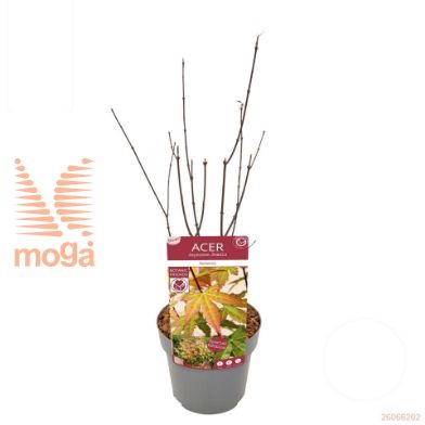 http://twentheplant.nl/tsd/82824_ACPREDWI_8P19040_1.jpg