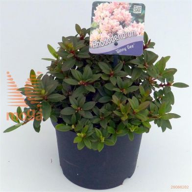 http://twentheplant.nl/tsd/51036_RHGGEE_8P17020025_1.jpg