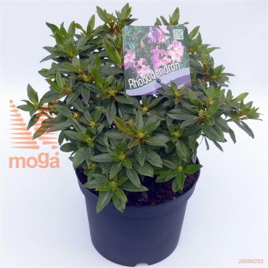 http://twentheplant.nl/tsd/51036_RHRSELEG_8P17020025_1.jpg