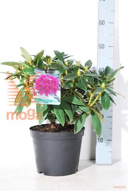 http://twentheplant.nl/tsd/64078_RHPOLARN_8P23030040_1.jpg