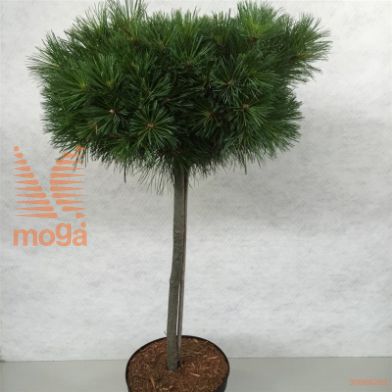 http://twentheplant.nl/tsd/88315_PISONTAR_s060c10_2.jpg