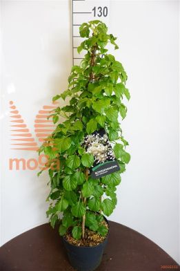 http://twentheplant.nl/tsd/62347_SCHMOONL_9C100801003ST_1.jpg
