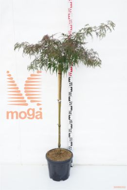 http://twentheplant.nl/tsd/69506_ACPTAMUK_S090C10_1.jpg