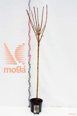 http://twentheplant.nl/tsd/69506_ACPCSENT_s110c10_1.jpg