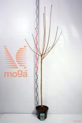 http://twentheplant.nl/tsd/69506_ACPGLOBO_S110C10_1.jpg