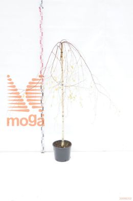 http://twentheplant.nl/tsd/69506_BEPYOUNG_S120C10_1.jpg