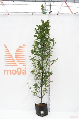 http://twentheplant.nl/tsd/69506_CABFASTI_S91214C25B_1.jpg