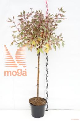http://twentheplant.nl/tsd/69506_COAMIRAC_S090C10_1.jpg