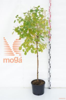 http://twentheplant.nl/tsd/69506_COSMFIRE_S090C10_1.jpg
