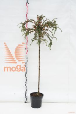 http://twentheplant.nl/tsd/69506_COABLACK_S120C10_1.jpg