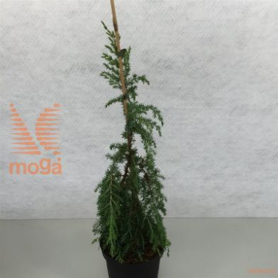 http://twentheplant.nl/tsd/88315_JUCHORST_8p19070080_2.jpg