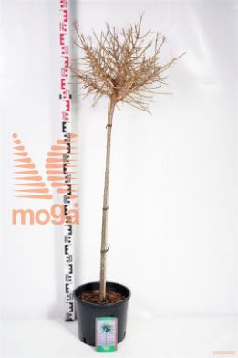 http://twentheplant.nl/tsd/69506_LADKORNI_S090C10_1.jpg