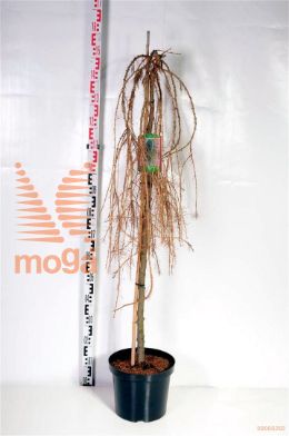 http://twentheplant.nl/tsd/69506_LADPULI_S120C10_2.jpg