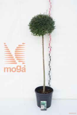 http://twentheplant.nl/tsd/69506_LIDELAVA_s120c25_1.jpg