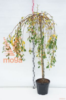 http://twentheplant.nl/tsd/69506_MAFONTAN_S120C10_1.jpg