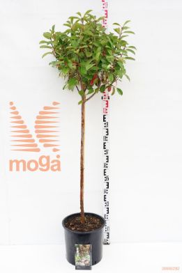 http://twentheplant.nl/tsd/69506_PHFRROBI_s100c15_1.jpg