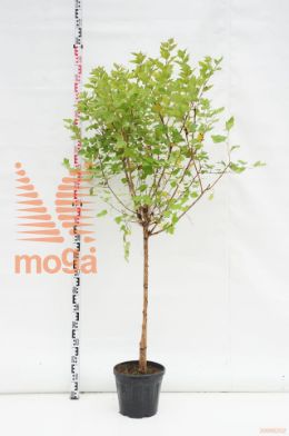 http://twentheplant.nl/tsd/69506_PHOLUTEU_s090c10_1.jpg