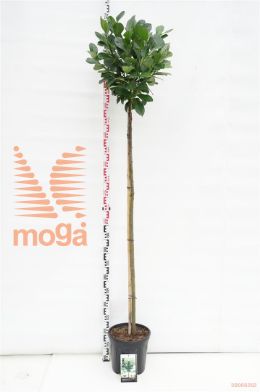 http://twentheplant.nl/tsd/69506_PRLETNA_s150c12_1.jpg