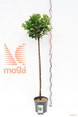 http://twentheplant.nl/tsd/69506_PRLETNA_s120c12_1.jpg