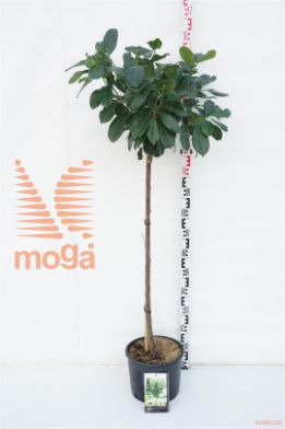 http://twentheplant.nl/tsd/69506_PRLETNA_s090c10_1.jpg