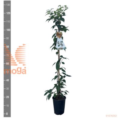 http://twentheplant.nl/tsd/94450_ACANOSTI_8P21120STOK_2.jpg