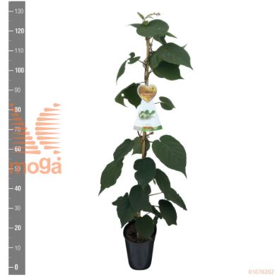 http://twentheplant.nl/tsd/94450_ACDMATUA_8P21120STOK_2.jpg
