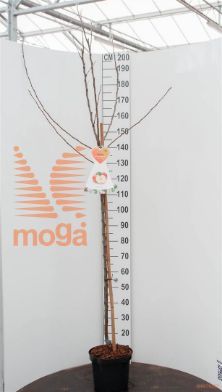 http://twentheplant.nl/tsd/94450_MADJGRIE_S120P26_1.jpg