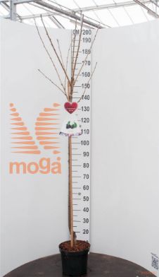 http://twentheplant.nl/tsd/94450_PRAHRIES_S120P26_1.jpg