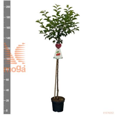 http://twentheplant.nl/tsd/94450_PRAMOREL_S120P26_2.jpg