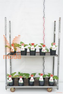 http://twentheplant.nl/tsd/94450_RHRFRAMB_8P19STR_1.jpg