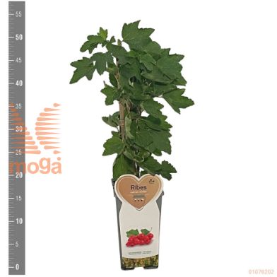 http://twentheplant.nl/tsd/94450_RIRJUNIF_8P17STR_2.jpg