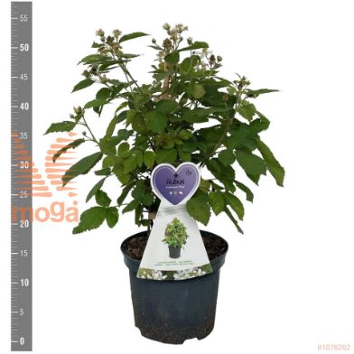 http://twentheplant.nl/tsd/94450_RUFDIMA_8P19STR_2.jpg