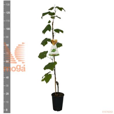 http://twentheplant.nl/tsd/94450_VIHIMROD_8P21120STOK_2.jpg